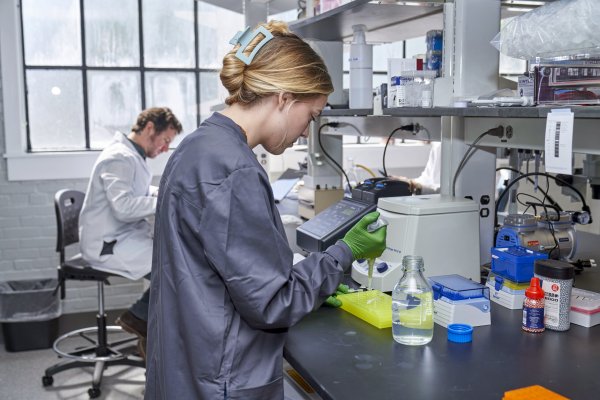 New genetically modified poplar trees no longer need pre-engineering processing